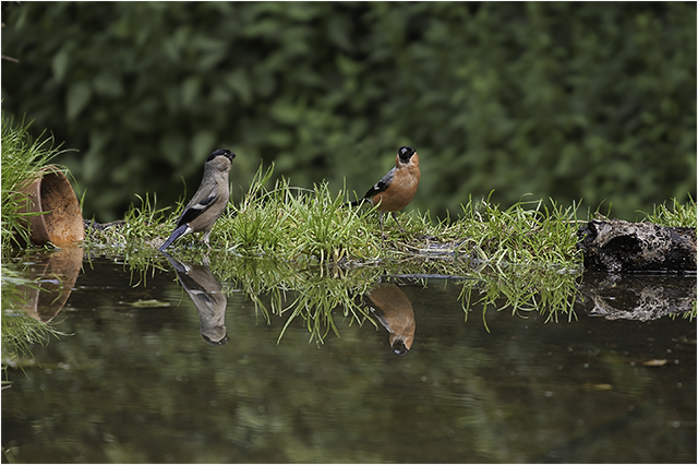 Bathtime for the Bullfinches